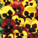 Winter/Spring Pansy Collection