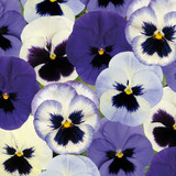 Winter/Spring Pansy Collection