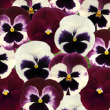 Winter/Spring Pansy Collection