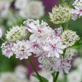 Astrantia Collection (New)