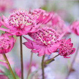 Astrantia Collection (New)