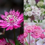 Astrantia Collection (New)