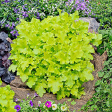 Heuchera Lime Marmalade 9cm