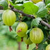 Gooseberry 'Tatiana' (Green Thornless)