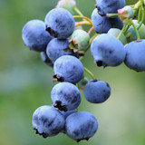 Blueberry Herbert
