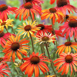 Echinacea Collection x3