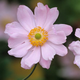 Anemone japonica Collection