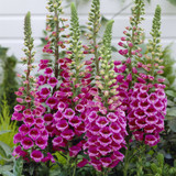 Digitalis Collection