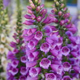 Digitalis Collection