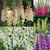 Digitalis Collection