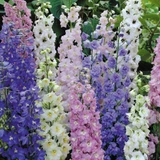 Cottage Garden Collection