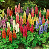 Cottage Garden Collection