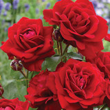 Rose Stromboli Hedging