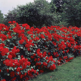 Rose Stromboli Hedging