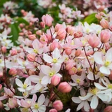 Clematis Armandii Apple Blossom