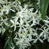 Clematis Armandii 11cm Pot