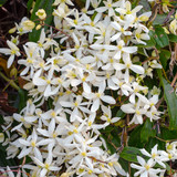 Clematis Armandii Collection 11cm Pot