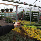 Cornus Coloured Stem Mix