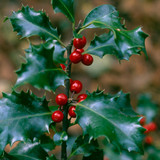 Ilex meserveae Blue Angel