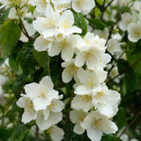 Philadelphus Coronarius