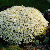 Alpine Perennial Collection (B)