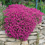 Alpine Perennial Collection (B)