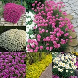Alpine Perennial Collection (B)