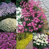 Alpine Perennial Collection (B)