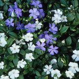 Vinca Mix