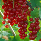 Currant Redcurrant 'Laxton's Number One'