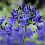 Agapanthus 'Northern Star'