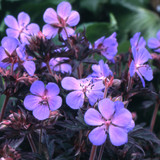 Geranium Pratense 'Black Beauty'