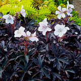 Geranium pratense 'Purple Ghost'