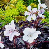 Geranium pratense 'Purple Ghost'