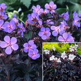 Geranium Dark Leaf Collection