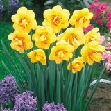 RHS AGM Narcissus Collection