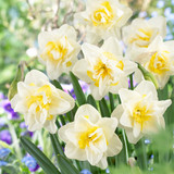 RHS AGM Narcissus Collection