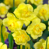 RHS AGM Narcissus Collection