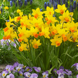 RHS AGM Dwarf/Compact Narcissus Collection