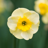 RHS AGM Dwarf/Compact Narcissus Collection