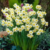 Spring Rockery Bulb Collection