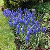 Spring Rockery Bulb Collection