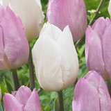 Relaxing Colour Tulip Collection 