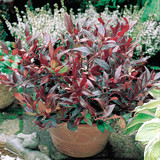 RHS AGM WINNING - Evergreen Shrub Collection