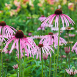 Echinacea Pallida