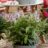 Buddleia d. Butterfly Candy Little 'Lavender' (Lilac)