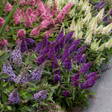 Buddleia d. Butterfly Candy Little 'Lavender' (Lilac)