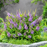 Buddleia d. Butterfly Candy Little 'Lavender' (Lilac)