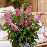 Buddleia d. Butterfly Candy Little Bubblegum (Pink)