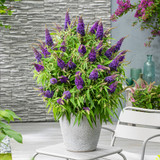Buddleia d. Butterfly Candy Little ''Grape ' (Purple)